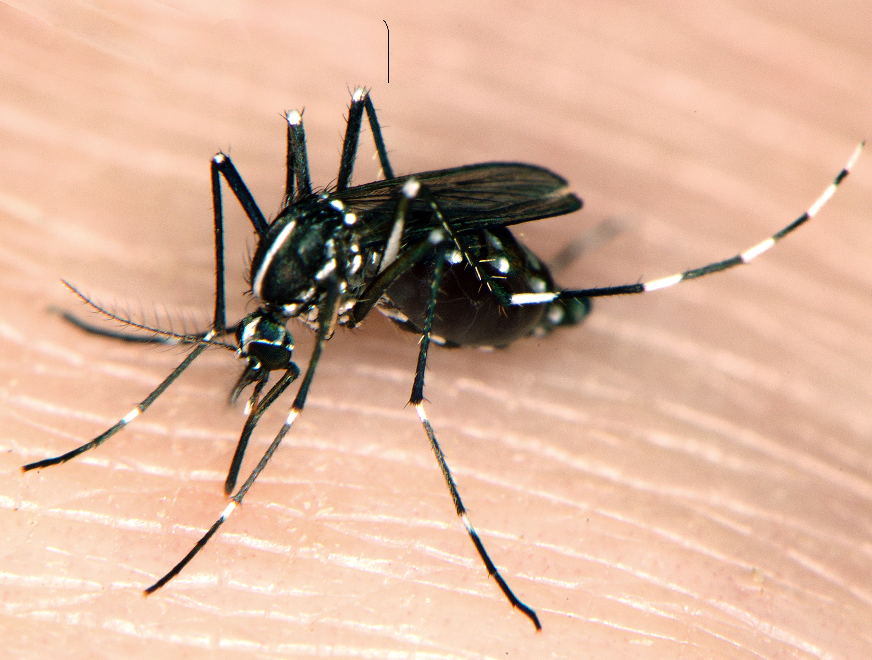Mosquitoes and Climate Change